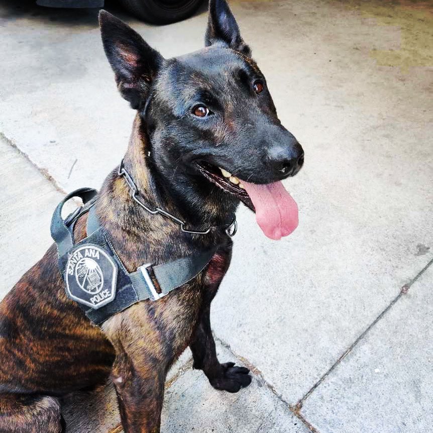 SantaAnaPD's tweet photo. #TongueOutTuesday brought to you by #SantaAnaPD #K9Mojo ๐พ๐
#sunsouttonguesout #SAPDK9 #topdogs #Station31 #tuesdaymood https://t.co/M9hqprINoC