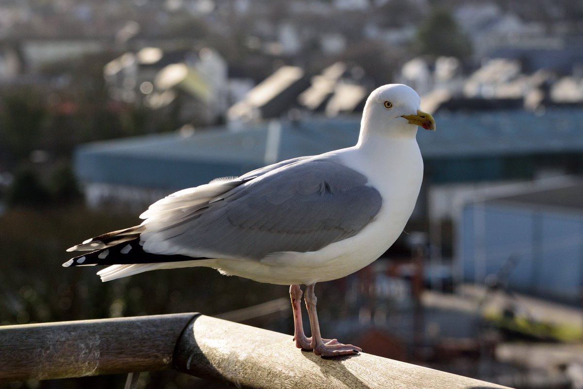 New gull paper out today in @RSocPublishing - herring gulls use human behavioural cues to locate food. bit.ly/38YxKWM Led by @Gull_Mad with @NeeltjeBoogert #TeamGull