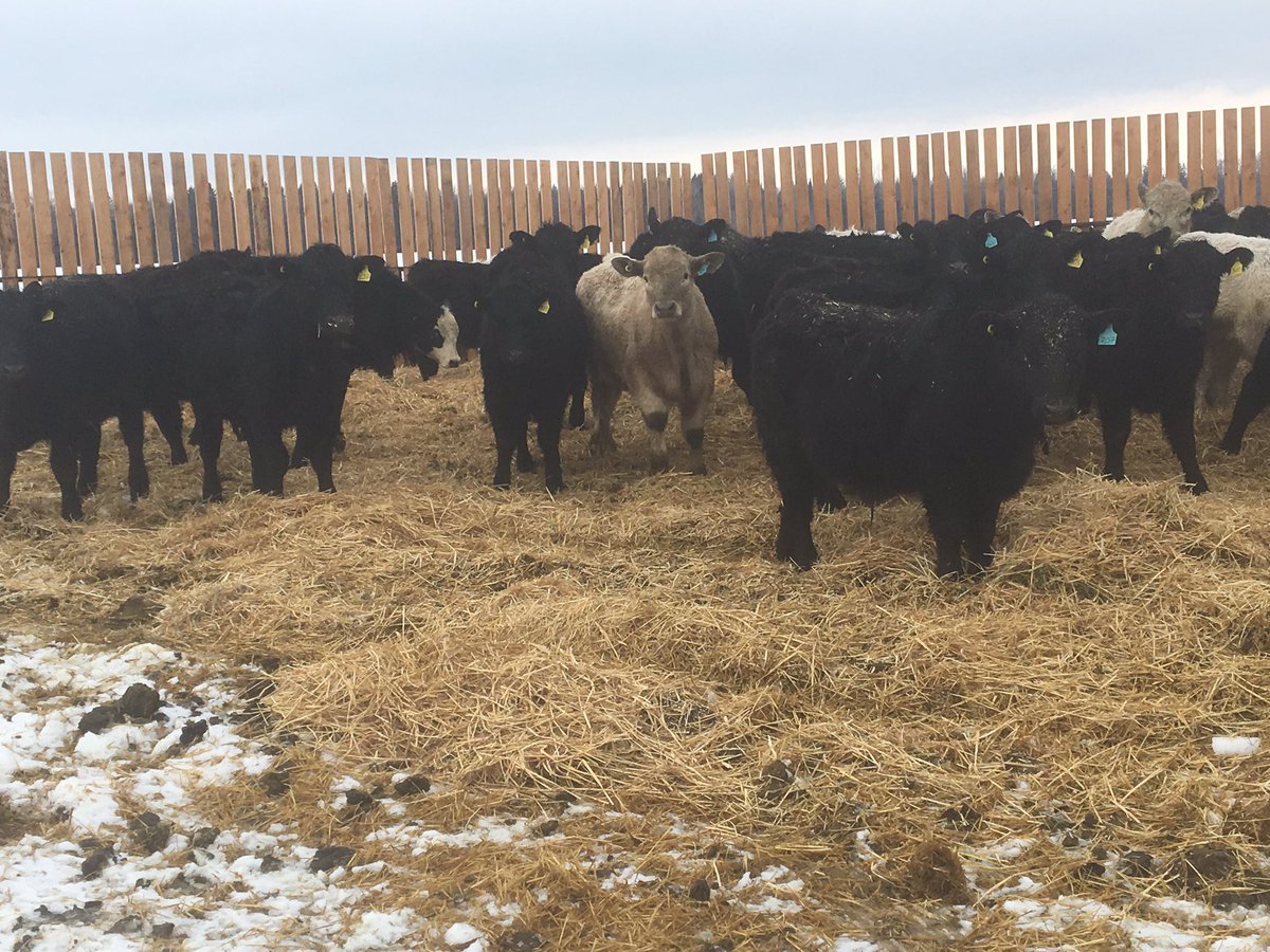 jm_agr's tweet photo. @carrollauctions Here’s some more Ab. No implants, slow grown, outdoor cattle with zero treatments from high performance bulls. Ready to grow https://t.co/dEfM4HByVr