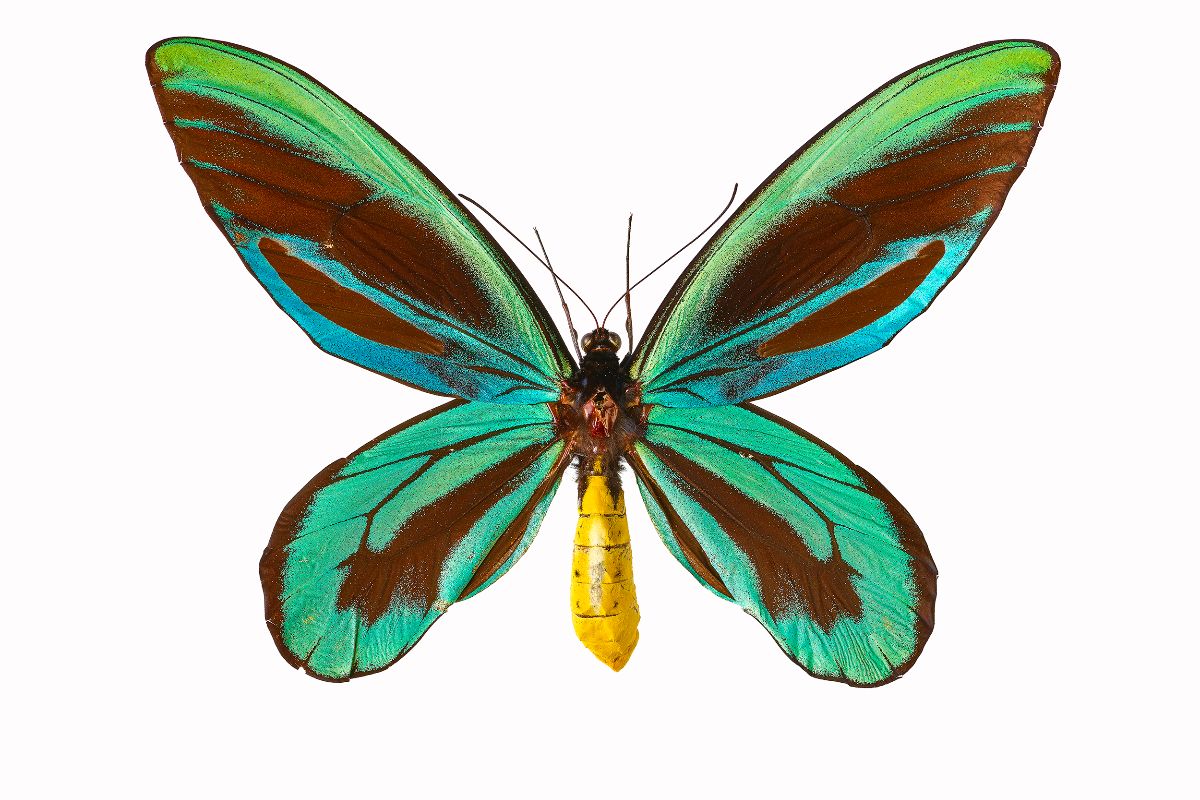 melbournemuseum's tweet photo. Today's #MuseNature Day and to celebrate, we're giving you a peek at a beautiful Queen Alexandra's birdwing butterfly, the largest butterfly in the world, from the upcoming Treasures of the Natural World exhibition! ๐ฆ
Landing from @NHM_Londonย 23 May : https://t.co/nvgnH7TjIC https://t.co/W6iUZ2PUW8
