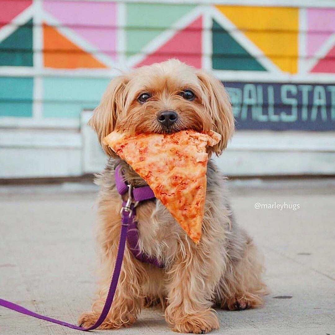 ctCrownPizza's tweet photo. I guess I know what we're having for dinner😁🐕🍕
The smallest, cutest Pizza lover
📸@marleyhugs : : : 
#pizzalover #pizzaislove #dogs #animalsdoingthings #pizzadog #dogswithpizza #pizzaslice #pizzaselfie #CrownPizzaCT #animals #pizzas #pizzaislove #pizzalife #puppy https://t.co/XWFeV9thmU