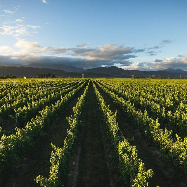 The depth of quality, skill, and wine styles from the Marlborough region is still widely unknown. We're enjoying educating visitors one glass of sparkling wine at a time!⁠
⁠
Respected Australian sommelier Bhatia Dheerja discovered "Marlborough wine p… ift.tt/2SYhPCb