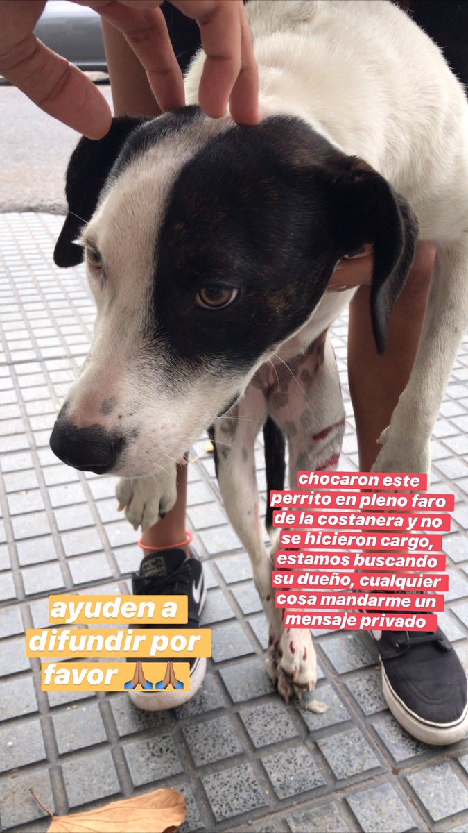 taisslago_'s tweet photo. cualquier cosa que sepan comunicarse al 3425663528 o al 3425501963 que es el que le da lugar y la cuida, no podemos tenerla por mucho tiempo por favor DIFUNDIR y que llegue a mas gente🙏🏽 https://t.co/GBrGYFkpk4