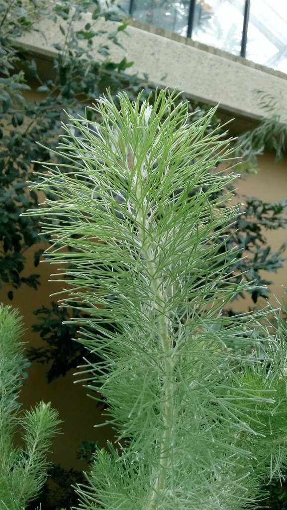 4 photos showing what an absolute stunner of a family Proteaceae is. But that leaf with the red forked tip really sidelined all of us today at Kew. Plants love throwing you identification curveballs don't they 🙄 <a href="/JAjowele/">Joshua Ajowele</a> <a href="/LyuPinhui/">7口</a> #proteaceae #identificationcomplications