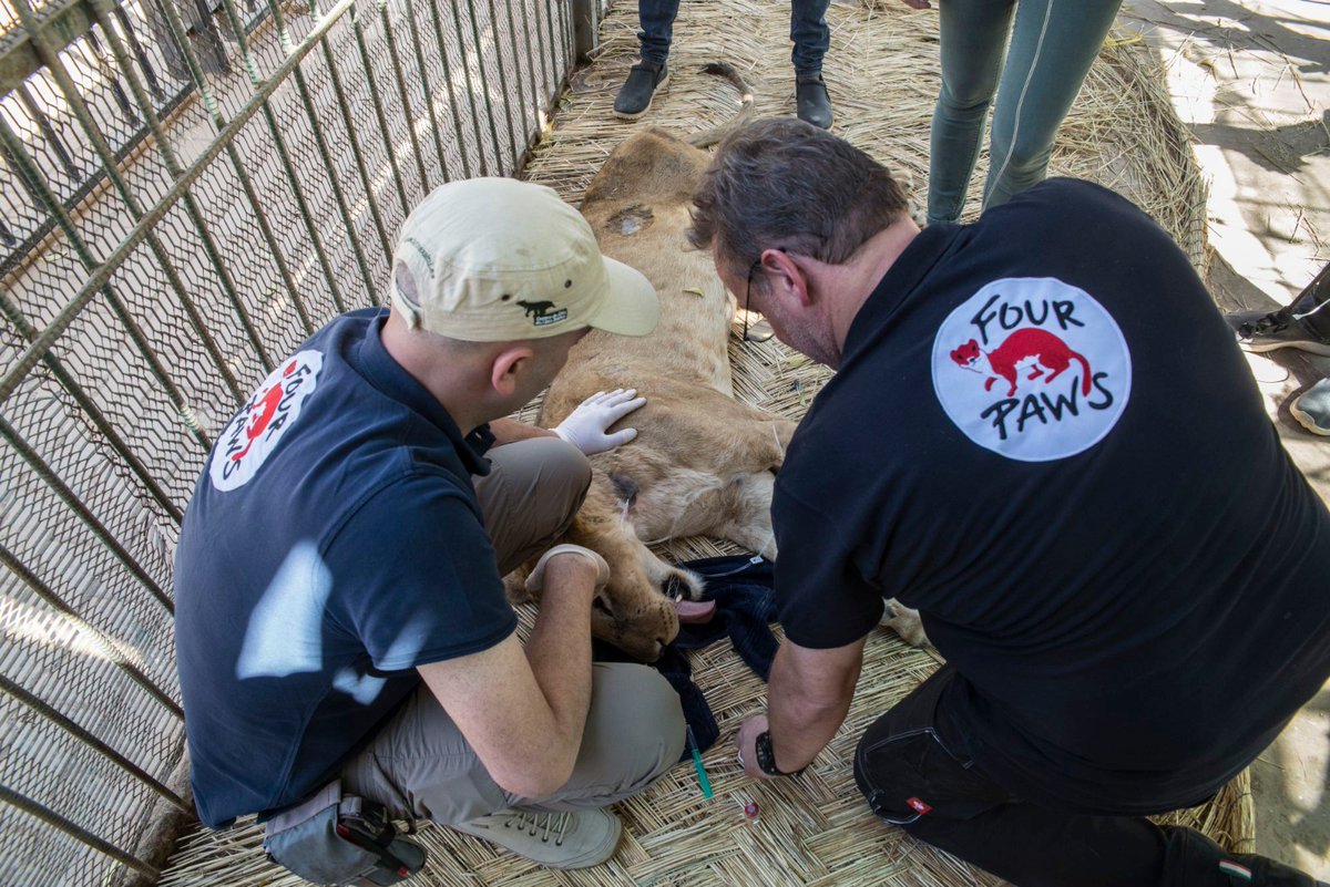 fourpawsAU's tweet photo. Kandaka has improved significantly! We will continue to provide care for the animals until a long-term solution is found with the wildlife authorities. Currently, a suitable facility for Kandaka does not exist in Sudan ➡  https://t.co/5kDpdZSuan

© FOUR PAWS | Atif Saad https://t.co/lTK8kjvOxh