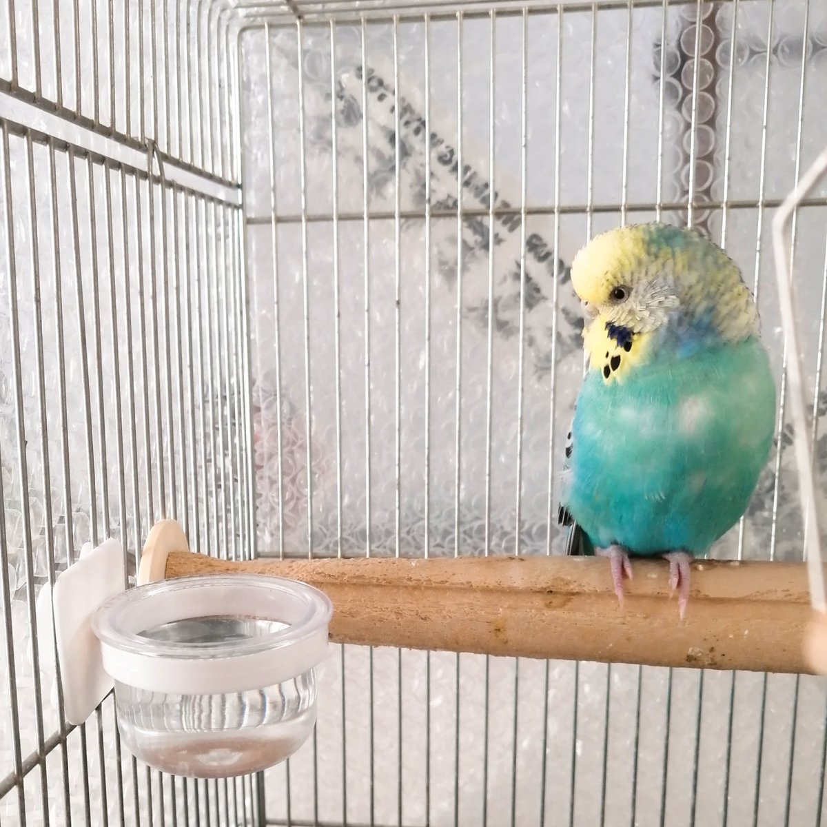 ころみ 新しい水入れをみつめるpop ヨード液は水50ccに2滴入れるのだけど 今までの水入れだと飲みにくそうなので変えてみたの 用心深いので新しいグッズを受け入れるのに時間がかかる ジリジリ近づいてはいる セキセイインコ セキセイpop じ