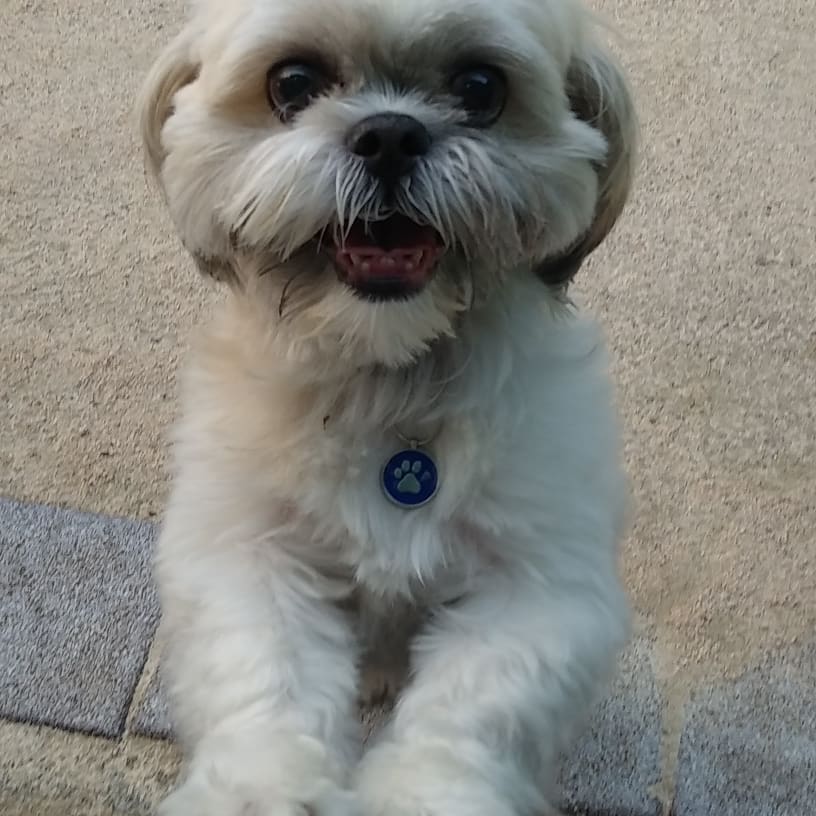 KelvenKim's tweet photo. 나의 공주 모모🐶💞 https://t.co/g8jDFttJ4W