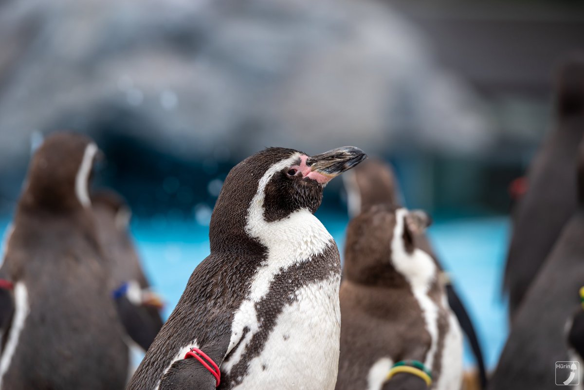 風鈴 フンボルトペンギン Date 01 25 Location こども動物自然公園 動物 動物園 写真 一眼 一眼レフ カメラ 撮影 Animal Zoo Zoophotography Photo Photography Camera Pentax T Co Lfhe2z6gxd