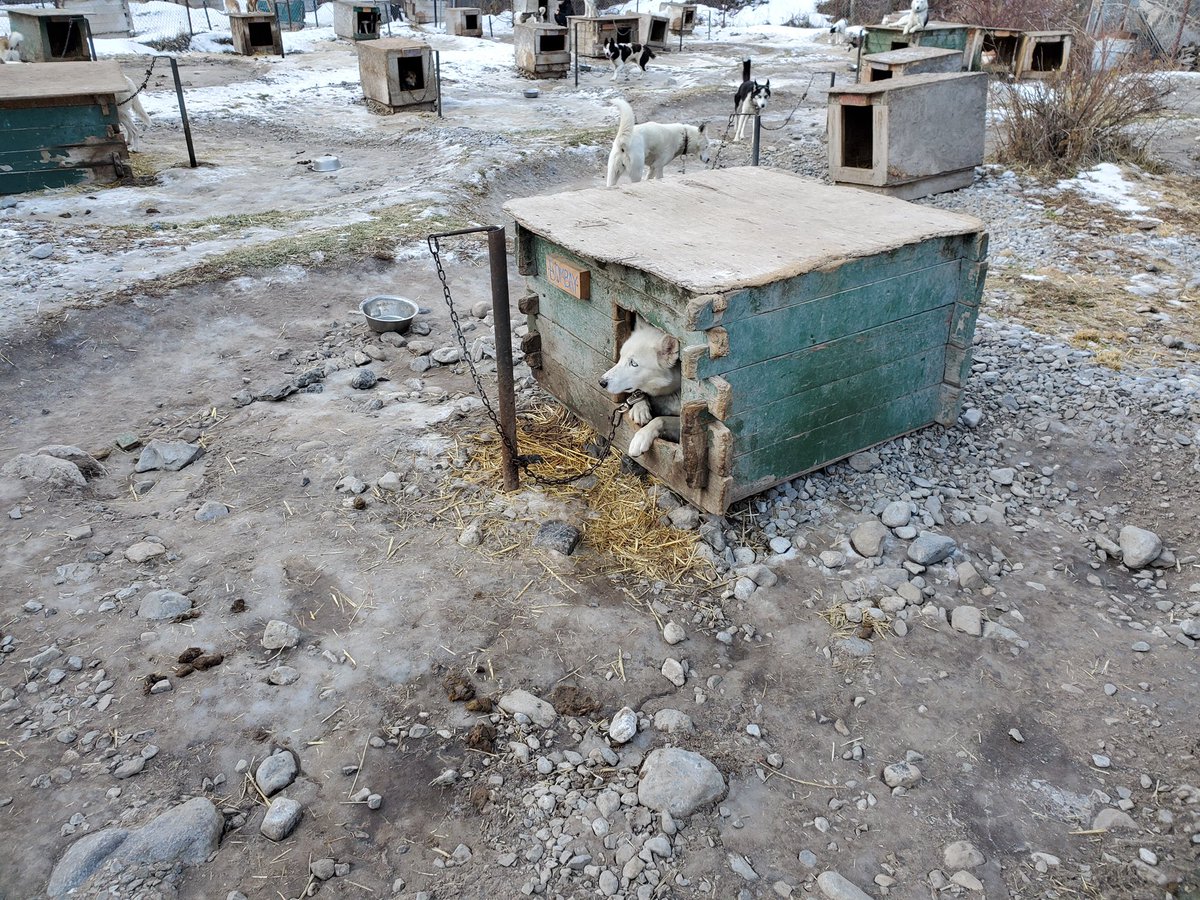 carecgy's tweet photo. @LiberationLock1 @CVA7096 @HowlingDogTours Is Auschwitz 2.0 really worth spending 400+ for #AnimalAbuse? Come on #YEG #YYC #Alberta #Canada you are better than that unless you would tie up your #Dog and let it walk 5 feet for the rest of its life.. @CalgaryHumane #AB #BanDogSledding it’s 2020 go get some damn exercise!🐕 https://t.co/aUFKTy3GFi