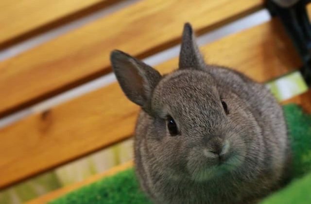 うさぎの赤ちゃん うさぎの赤ちゃん