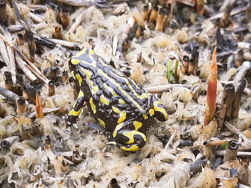 Ben Scheele tweet media