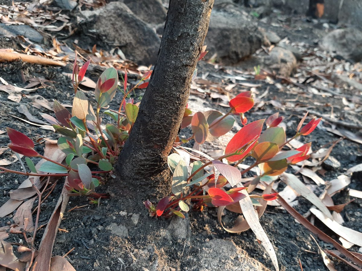 Ben Scheele tweet media