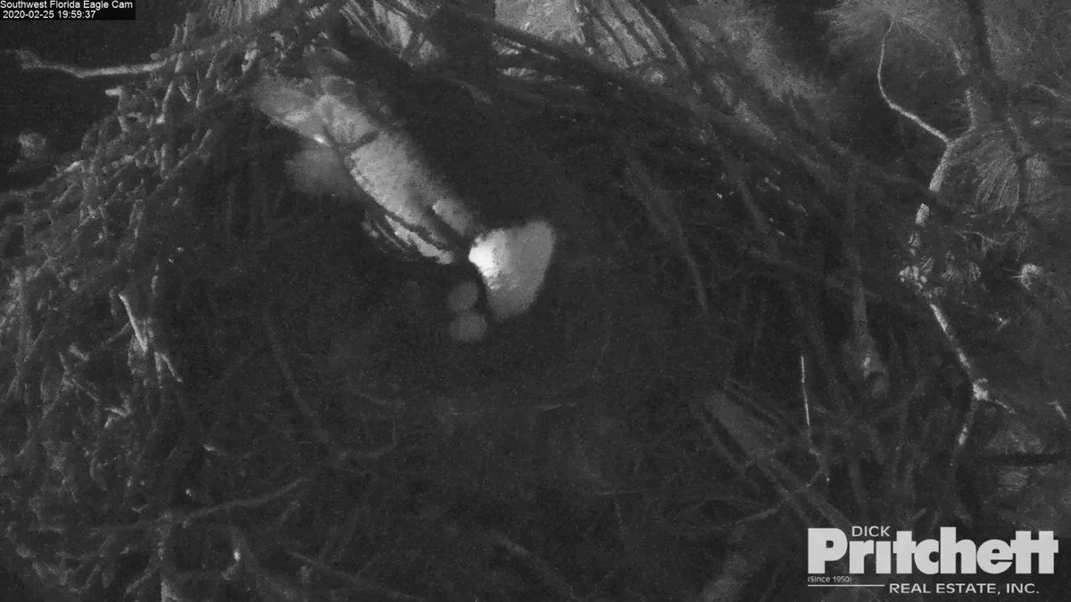 SWFLEagleCAM's tweet photo. Egg-citing Night here! Two eggs now in the nest. 🙏🏻🙏🏻🙏🏻 https://t.co/RZagYR1KXP