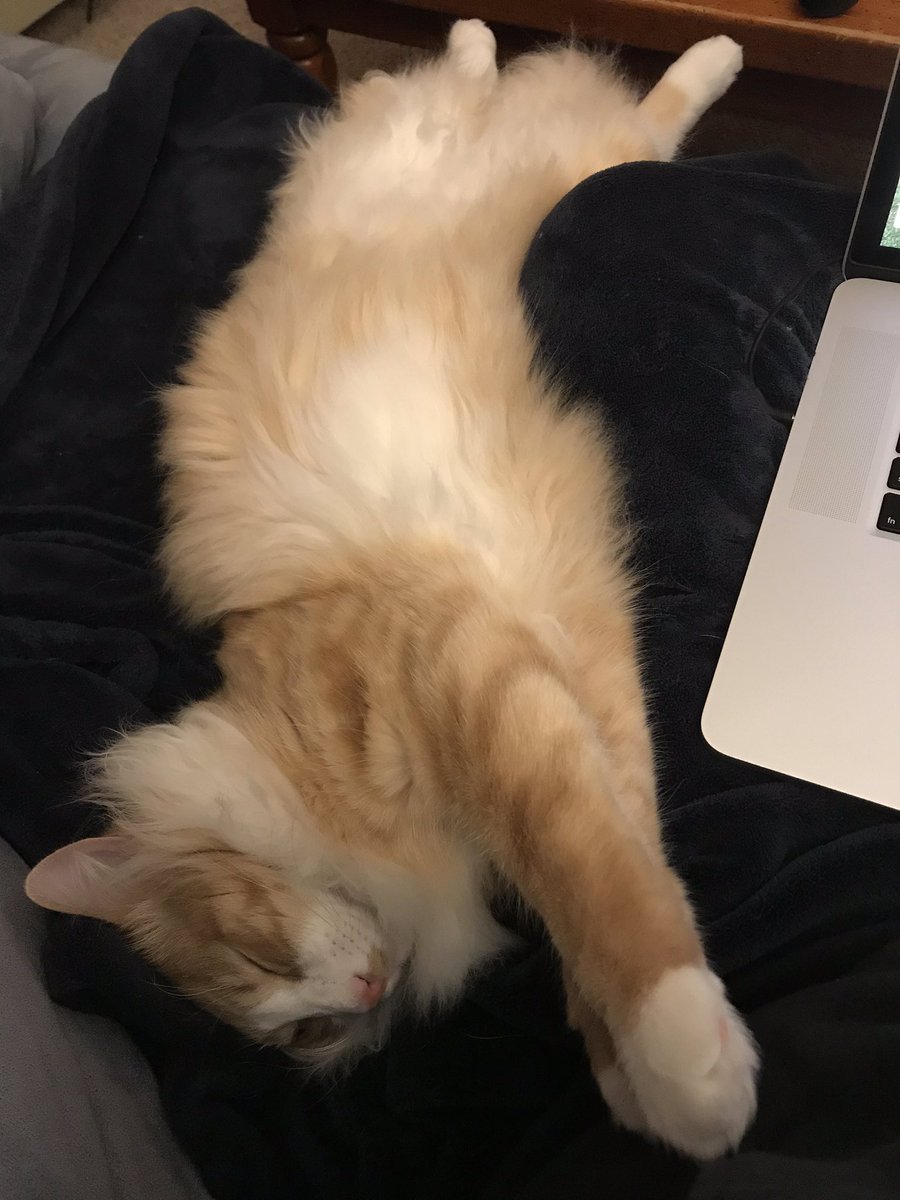 tdavenport83's tweet photo. The best #statscat is helping me prep for Biostats lab tomorrow. Heโs also purrfect inspiring me to think of good puns. https://t.co/RhtCLZTDJP