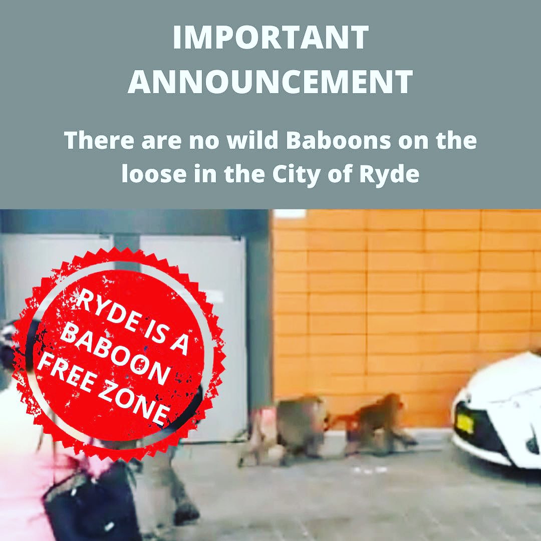 jeromelaxale's tweet photo. Share the good news #rydeisbaboonfree #ryde #BaboonWatch https://t.co/RpOKYAHgYX