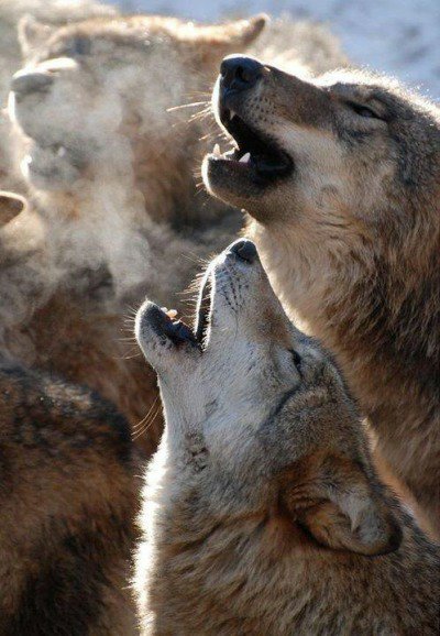 @nywolforg Beautiful meeting .. that will last forever ...
#savethelobo