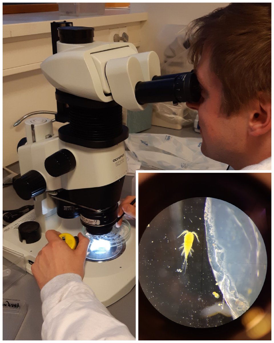 EcoITN's tweet photo. Life in a water drop💧 - Markus Hermann is discovering the zooplankton word!

#ESRupdate
#MarieCurious
#ECORISK2050 https://t.co/AMwa8VeHyZ