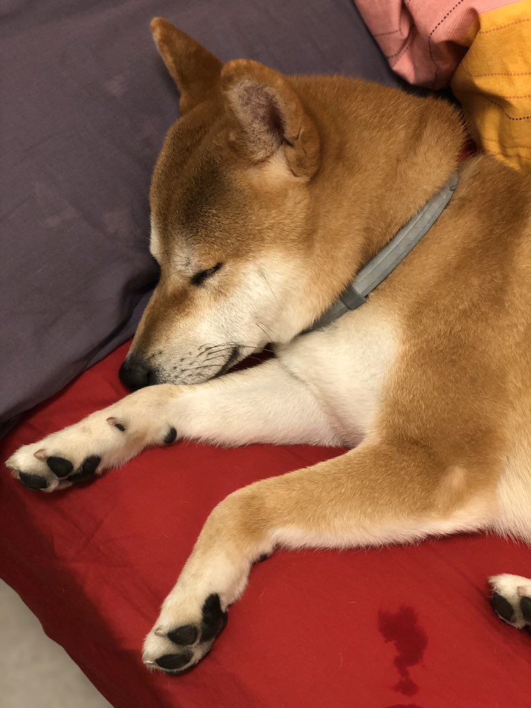 So1104So's tweet photo. wish you have a sweet dream🥰🥰 https://t.co/Os82zs9pge