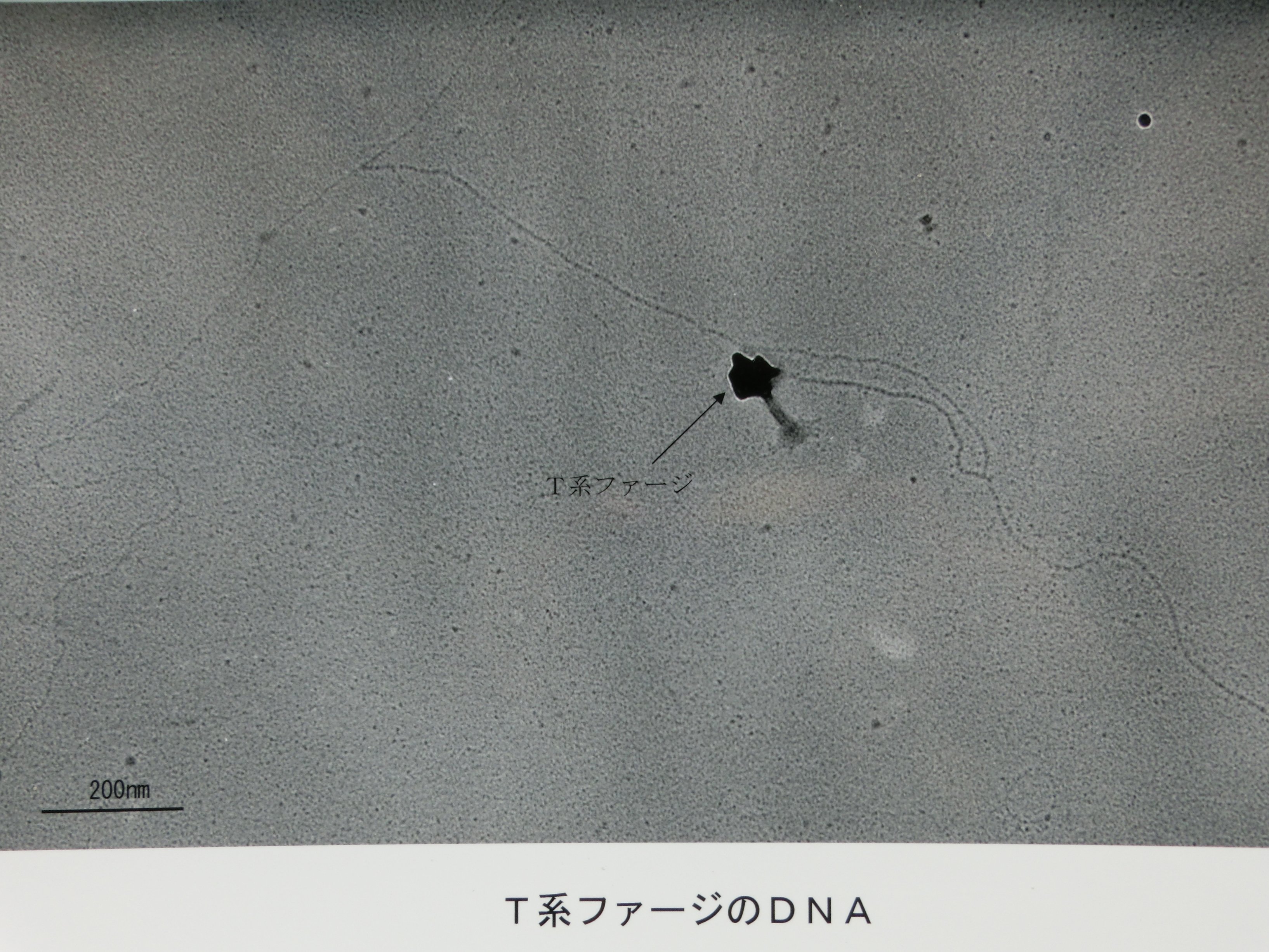 Kanaoi Tatebe Ryu Twitter