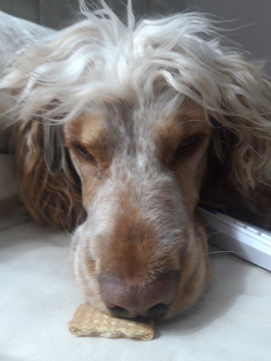 #HappyWednesday anipals 😀 I'm just waiting for my cup of tea so I can dip my biscuit. Wishing you all a wonderful #Wednesday 💕💕💕 #CockerSpaniels #CockerSpanielLove #DogsofTwittter