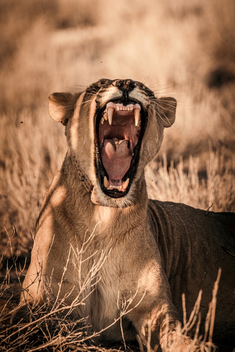 Le photographe <a href="/jc_pieri/">JC Pieri</a> et son #EOS1DXMarkII vous font découvrir la Namibie, où faune et flore coexistent pour offrir un #paysage époustouflant.