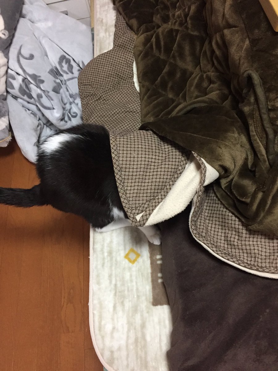 「今日は雨だからコタツ布団洗えないや☔️」

「イヤッフウゥウーーーー‼︎(コタツに吸い込まれる)」 