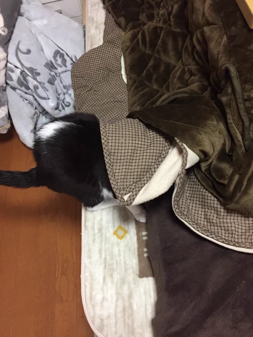 「今日は雨だからコタツ布団洗えないや☔️」

「イヤッフウゥウーーーー‼︎(コタツに吸い込まれる)」 