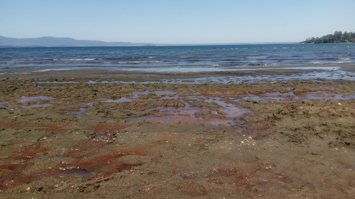 salvoparra's tweet photo. @IMunicipalidad @ministeriosalud y @seremisalud14 Playa Galdámez con evidente contaminación fecal, riesgo a la salud de veraneantes. Se solicita fiscalizar.
@somosfutrono1 @DiariosLaVoz @DiarioFutrono @elfutrono @VenaFutrono @rdiferenciafm @MiRadio905 @regioncatorce @2016cruce https://t.co/kvdT7MdifI