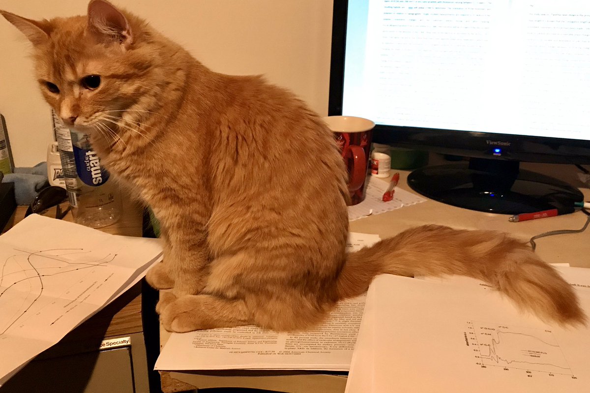My cat 90% of the time Vs. my cat when I’m trying to work.