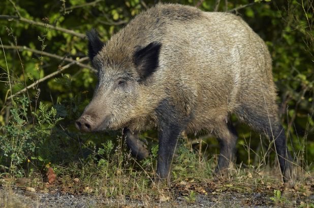 Feral hog