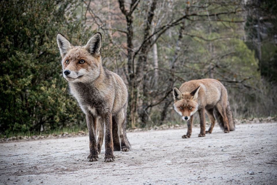 Un paseo por la Ruta #felixrodriguezdelafuente en la Sierra de Cazorla, Segura y las Villas te ofrece visitas inesperadas. ❤️

📷 Eloy Medina Trujillo