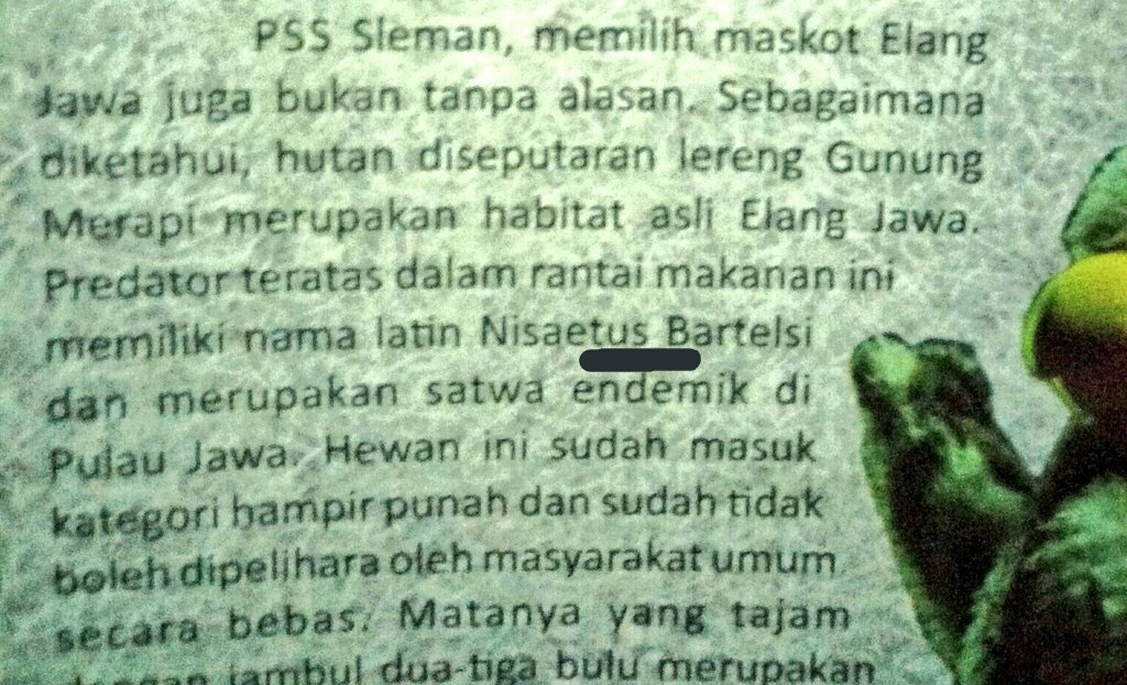 FNB_76's tweet photo. FNB (Falcao Nisaetus Bartelsi)

Falcao = maskot PSS sleman
Nisaetus bartelsi = elang jawa (latin) 

>FALCAO si Elang Jawa https://t.co/HB7KfMjbYR