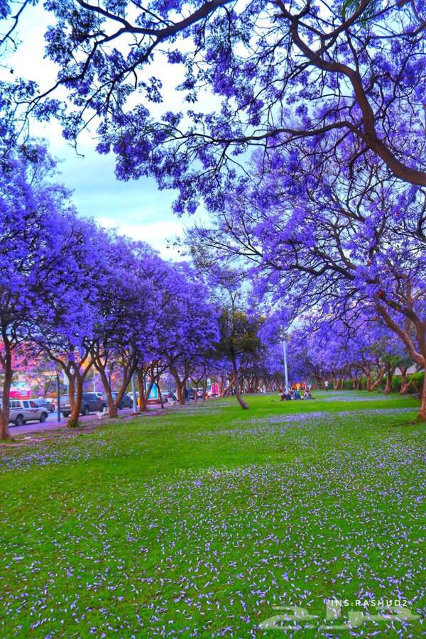 أشجار الجاكرندا في أبها ،،،، هل هذا غرور ؟