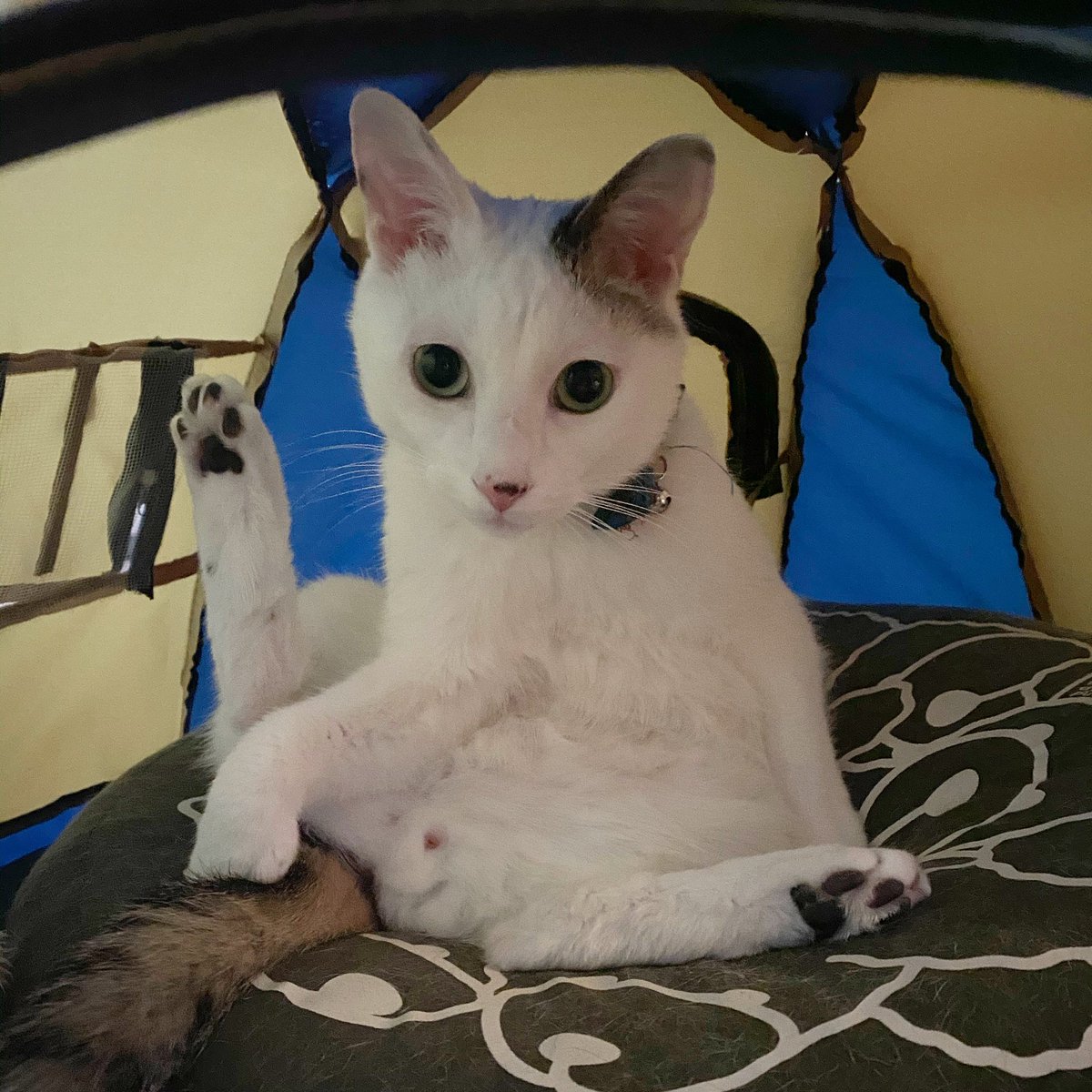 ট ইট র おがこず 鍼灸師 はいかわいい 猫神様 待ち受けにするとコロナに勝てるらしいですよ コロナウイルス グッバイ ごりやくねこ 御利益猫 ねこ Cat 蓮