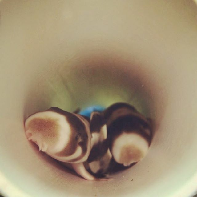 Baby Shark Doodoodoodoodoo 🥰🙊🐡
.
.
.
#hatchlings #justhatched #epauletteshark #hemiscylliumocellatum #aquarium #marinetank #reeftank #aquariumhobby #aquariumhobbyist #shark #sharktank #marinelife #happyhumpday #babyshark #babysharkdoodoodoodoodoo ift.tt/38ZLctH