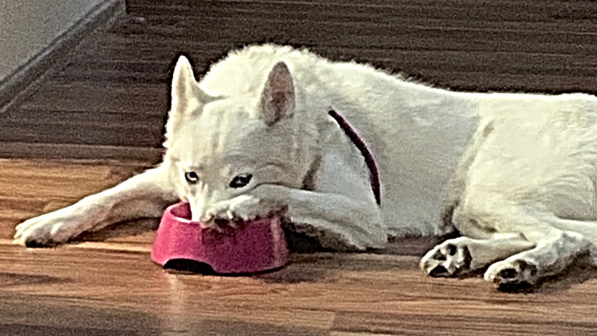 Drama Queen Khaleesi😂
#husky #huskyheaven #dogsoftwitter