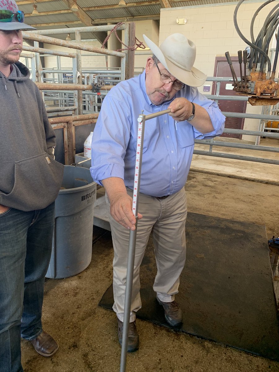 The legend, Dr Joe Paschal teaching county agents about measuring hip height at the Beef certificate training today.