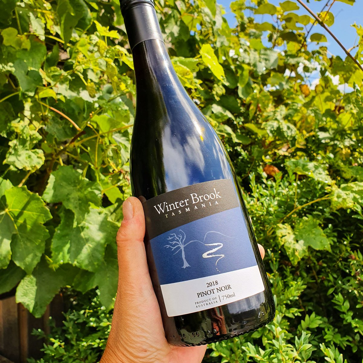 Slowly the evenings are starting to get cooler again, which means a good Pinot Noir is in order. Did you grab yours?🍷
Come visit us, cellar door hours are Wed to Sun 11am-4pm
#tasvegas #winelovers #tamarvalleywine #australianwinery