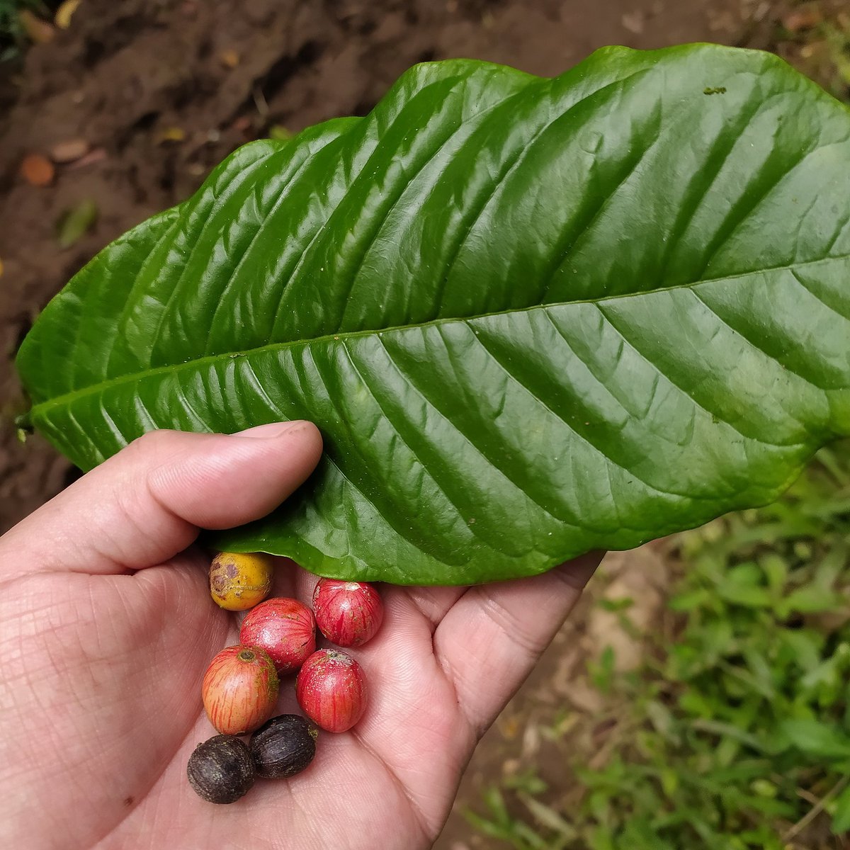 Robusta a la vista 😯 #nicaragua #robusta #wow
instagram.com/p/B9BEMuuB3OkY…