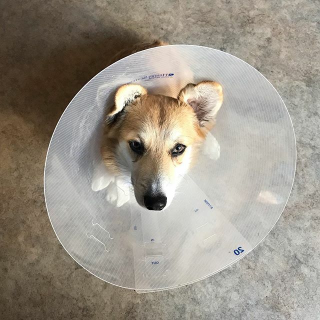 Mochicorgi15's tweet photo. Lil brother Hiro got the snip today.  Needs extra love and attention while he heals 💜 https://t.co/EmSU4spXHE https://t.co/TdDiqsFHFm
