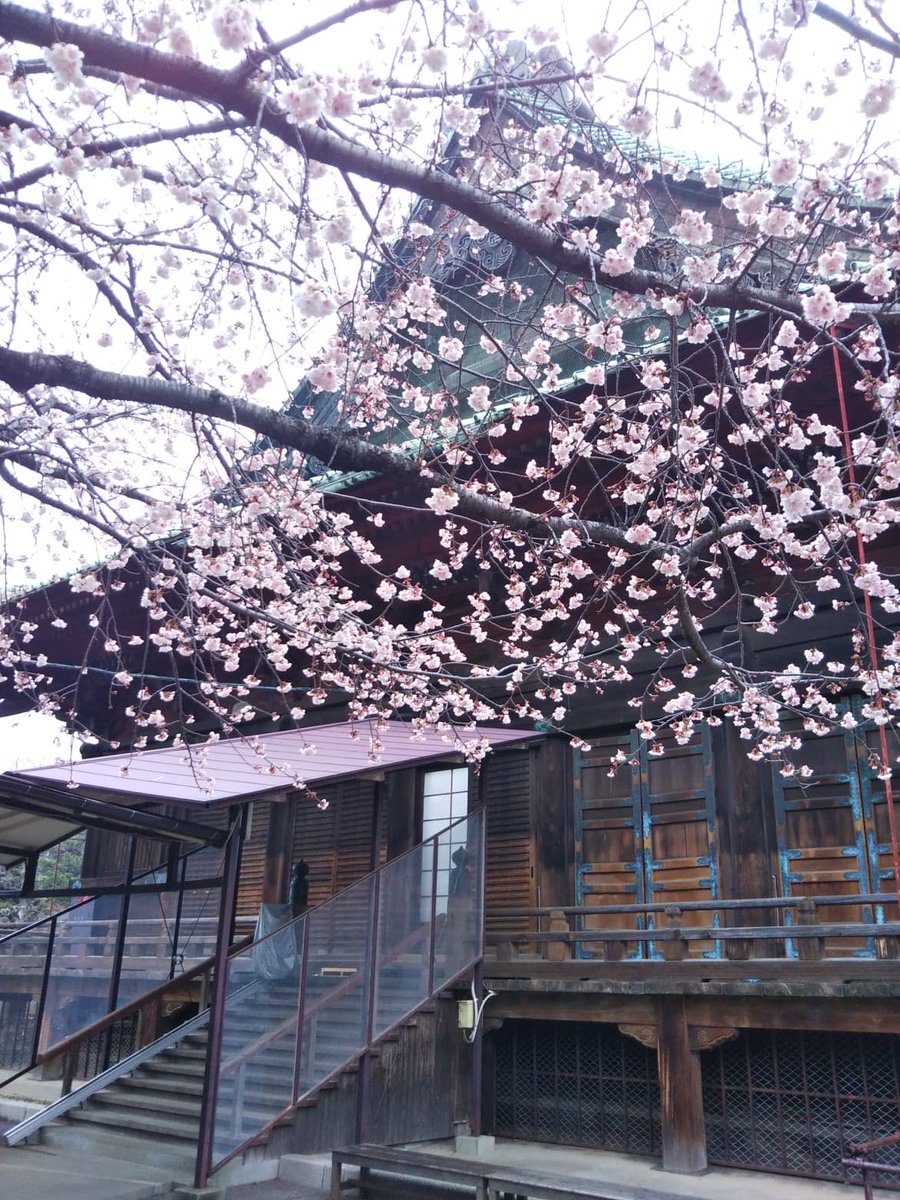 中村天風財団 公益財団法人天風会 Pa Twitter 当財団認定 東京の会では 毎週日曜日に天風会館となりの護国寺さんの境内をお借りして 朝礼を行っています 今年は2月3月の行事が中止となり 桜の下での朝礼は来年のお楽しみになりそうです 写真は2 26お昼に撮影