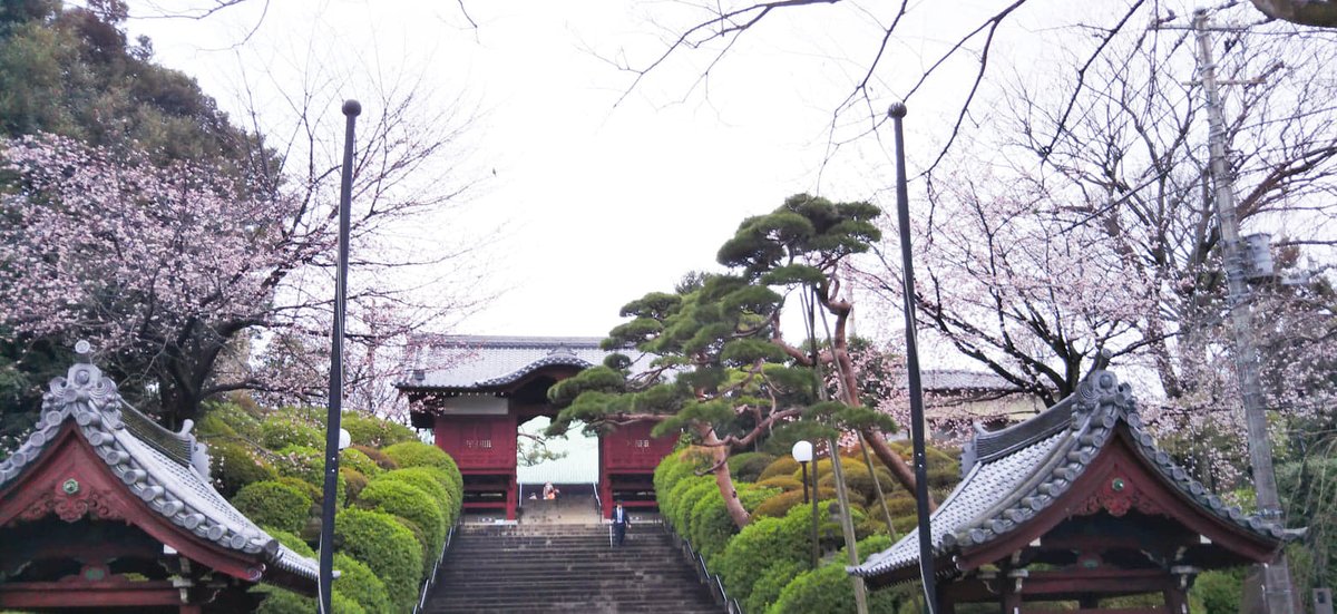 中村天風財団 公益財団法人天風会 Pa Twitter 当財団認定 東京の会では 毎週日曜日に天風会館となりの護国寺さんの境内をお借りして 朝礼を行っています 今年は2月3月の行事が中止となり 桜の下での朝礼は来年のお楽しみになりそうです 写真は2 26お昼に撮影