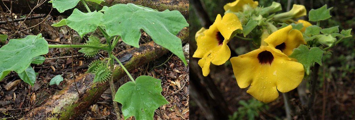 Uncarina peltata #pedaliaceae, arbuste endémique collecté dans la forêt de Montagne des Français #Madagascar @TeamKMCC