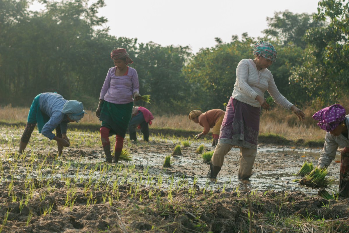 BoyerDebbarma_'s tweet photo. Boro Rice is cultivated in waterlogged, low-lying or medium lands with irrigation during November to May.
Glad to learn and take a couple of pictures.
#Farmers #tripura https://t.co/sNJIvQAI0I
