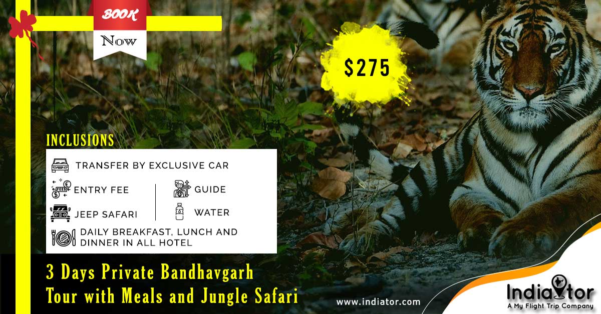 IndiatorT's tweet photo. Enjoy a thrilling Jungle Safari at the Bandhavgarh National Park amidst captivating greenery and endearing wildlife. Book a tour now with #Indiator and savour nature's beauty like never before! https://t.co/9FZV2MAeMG
#BandhavgarhNationalPark #Wildlifetour #indiatour #nature https://t.co/LcweItOo2s