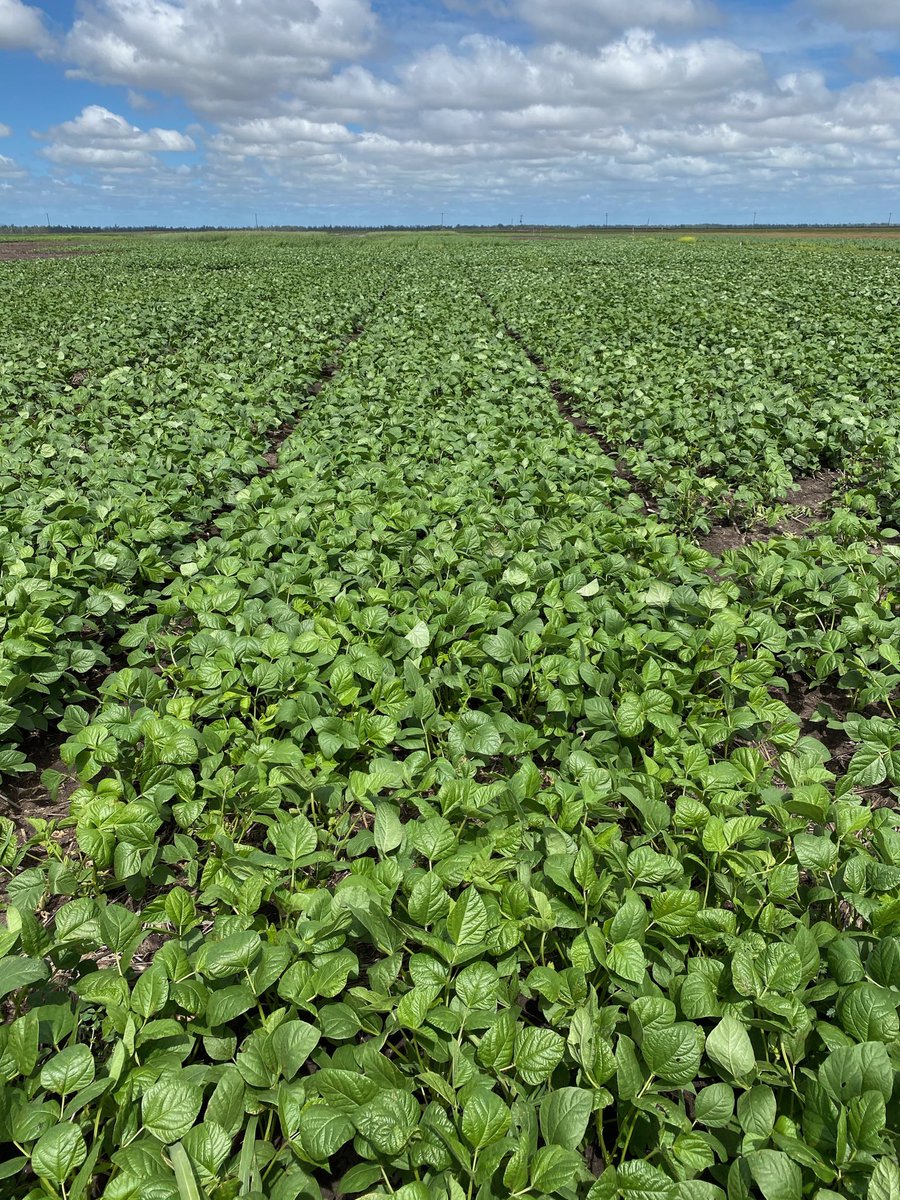 Lindsay Bell tweet media