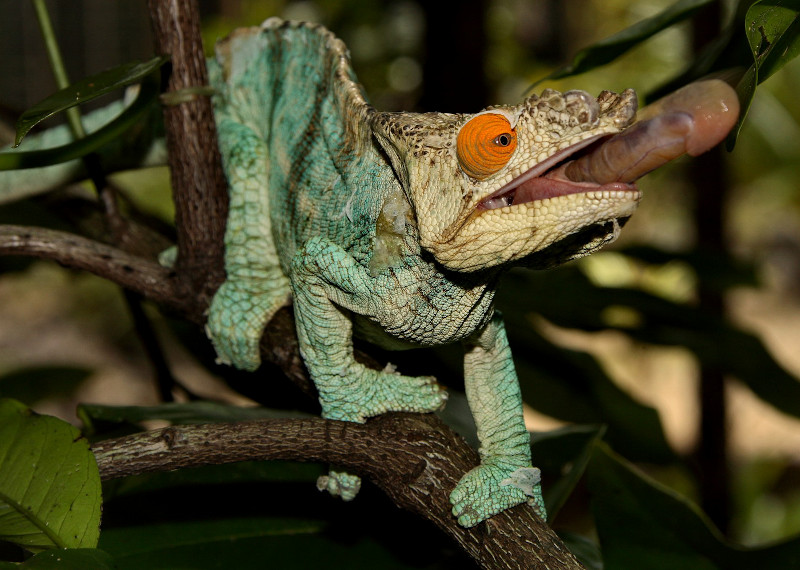 Madagascar is home for half the world's chameleon species. Here Calumma parsonii, the biggest of the Chameleons of Madagascar - ow.ly/HJ6x50yw6BG 
#madagascarwildlife #madagascartours #madagascarnature #natgeo   #travelphotography #madagascarchameleon #traveltomadagascar