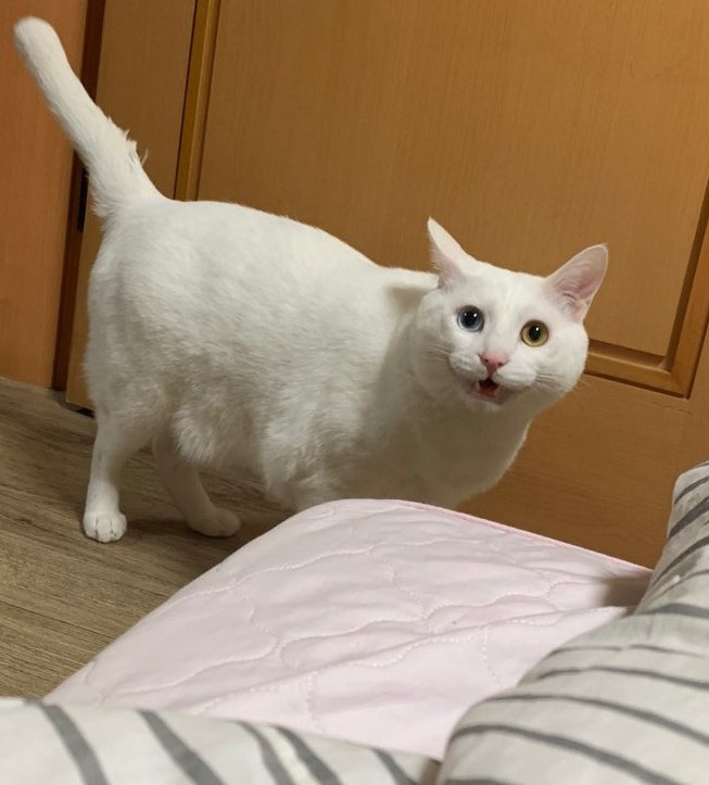 뫄아아앙🥜🥜