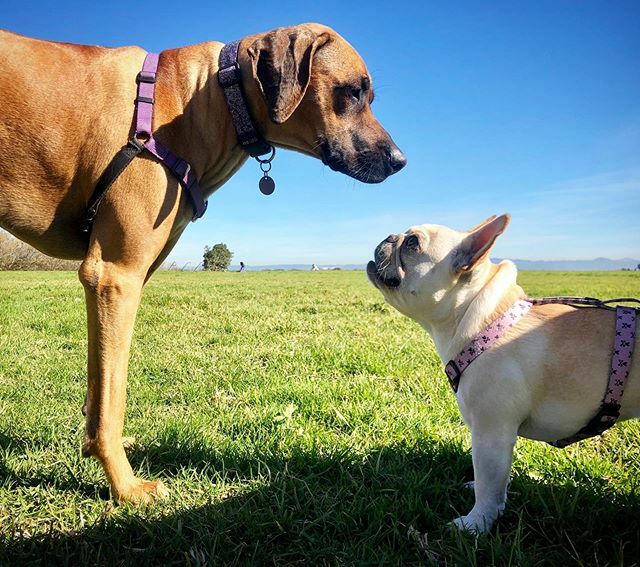 Molly dreams of becoming a #rhodesianridgeback someday:) . . #lifegoals #admirer #rolemodel #lookingup #sfdogs #frenchbulldog #bffs ift.tt/2T0omww