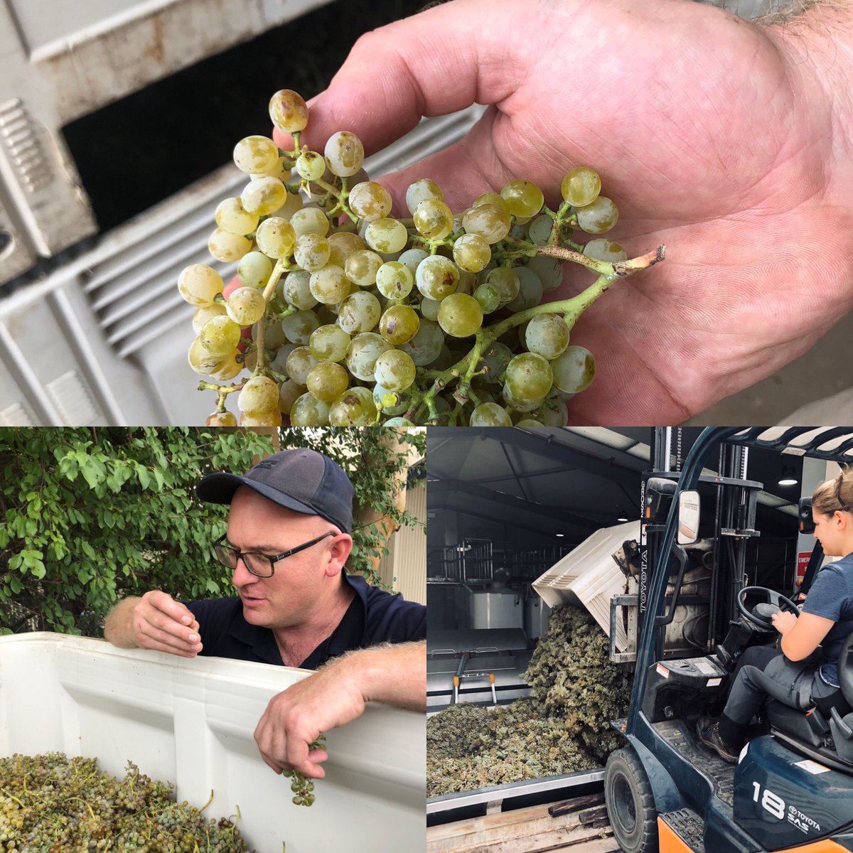 Did you know we use two different fiano clones to make our Apiana? <a href="/GrossetWines/">Grosset Wines</a> #fiano #v20 #clarevalleywines #certifiedorganic